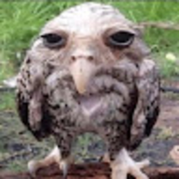 Meet your Posher, Indi - Picture 1 of 1